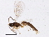  (Stenomacrus ungula - BIOUG04151-F10)  @13 [ ] CreativeCommons - Attribution (2013) CBG Photography Group Centre for Biodiversity Genomics