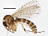 (Phronia siebeckii - BIOUG04153-H10)  @14 [ ] CreativeCommons - Attribution (2013) CBG Photography Group Centre for Biodiversity Genomics