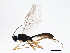  (Acrodactyla degener - BIOUG04159-A01)  @13 [ ] CreativeCommons - Attribution (2013) CBG Photography Group Centre for Biodiversity Genomics