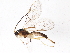  (Aperileptus infuscatus - BIOUG04160-D05)  @13 [ ] CreativeCommons - Attribution (2013) CBG Photography Group Centre for Biodiversity Genomics