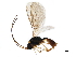  ( - BIOUG04214-B11)  @11 [ ] CreativeCommons - Attribution (2019) CBG Photography Group Centre for Biodiversity Genomics