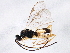  ( - BIOUG04215-D10)  @14 [ ] CreativeCommons - Attribution (2013) CBG Photography Group Centre for Biodiversity Genomics