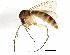  (Brevicornu griseicolle - BIOUG04217-A07)  @14 [ ] CreativeCommons - Attribution (2013) CBG Photography Group Centre for Biodiversity Genomics