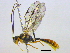  (Eclytus - BIOUG04267-G01)  @15 [ ] CreativeCommons - Attribution (2013) CBG Photography Group Centre for Biodiversity Genomics