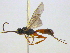  ( - BIOUG04267-G03)  @13 [ ] CreativeCommons - Attribution (2013) CBG Photography Group Centre for Biodiversity Genomics