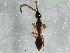  ( - BIOUG04219-F07)  @12 [ ] CreativeCommons - Attribution (2013) CBG Photography Group Centre for Biodiversity Genomics
