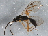  ( - BIOUG04219-F10)  @13 [ ] CreativeCommons - Attribution (2013) CBG Photography Group Centre for Biodiversity Genomics