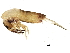  ( - BIOUG04218-H10)  @14 [ ] CreativeCommons - Attribution (2013) CBG Photography Group Centre for Biodiversity Genomics