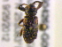  (Dorytomus tremulae - BIOUG04268-G09)  @13 [ ] CreativeCommons - Attribution (2013) CBG Photography Group Centre for Biodiversity Genomics