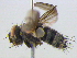  ( - BIOUG04464-E12)  @13 [ ] CreativeCommons - Attribution (2013) CBG Photography Group Centre for Biodiversity Genomics