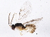  (Adelognathinae - BIOUG04270-A06)  @14 [ ] CreativeCommons - Attribution (2013) CBG Photography Group Centre for Biodiversity Genomics