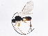  (Chorebus eros - BIOUG04270-F05)  @14 [ ] CreativeCommons - Attribution (2013) CBG Photography Group Centre for Biodiversity Genomics