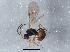  (Astrenis brunneofacies - BIOUG04270-G07)  @12 [ ] CreativeCommons - Attribution (2013) CBG Photography Group Centre for Biodiversity Genomics