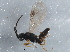  (Lonchodryinus sp. FOD3 - BIOUG04270-H07)  @13 [ ] CreativeCommons - Attribution (2013) CBG Photography Group Centre for Biodiversity Genomics
