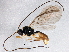  (Chorebus nr. thisbe 1 - BIOUG04361-A10)  @15 [ ] CreativeCommons - Attribution (2013) CBG Photography Group Centre for Biodiversity Genomics