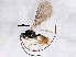  ( - BIOUG04361-B03)  @12 [ ] CreativeCommons - Attribution (2013) CBG Photography Group Centre for Biodiversity Genomics