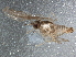  ( - BIOUG04366-A06)  @12 [ ] CreativeCommons - Attribution (2013) CBG Photography Group Centre for Biodiversity Genomics
