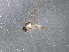  ( - BIOUG04366-F06)  @12 [ ] CreativeCommons - Attribution (2013) CBG Photography Group Centre for Biodiversity Genomics