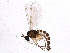  ( - BIOUG04362-B04)  @13 [ ] CreativeCommons - Attribution (2013) CBG Photography Group Centre for Biodiversity Genomics