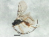  ( - BIOUG04432-F03)  @12 [ ] CreativeCommons - Attribution (2013) CBG Photography Group Centre for Biodiversity Genomics