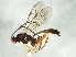  (Picrostigeus obscurus - BIOUG04432-G04)  @13 [ ] CreativeCommons - Attribution (2013) CBG Photography Group Centre for Biodiversity Genomics
