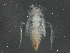  ( - BIOUG04297-G05)  @13 [ ] CreativeCommons - Attribution (2013) CBG Photography Group Centre for Biodiversity Genomics