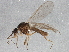  (Atrichopogon brunnipes - BIOUG04433-D09)  @14 [ ] CreativeCommons - Attribution (2013) CBG Photography Group Centre for Biodiversity Genomics