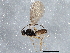  (Chorebus aphantus - BIOUG04435-E12)  @13 [ ] CreativeCommons - Attribution (2013) CBG Photography Group Centre for Biodiversity Genomics