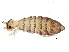  ( - BIOUG04439-F02)  @15 [ ] CreativeCommons - Attribution (2013) CBG Photography Group Centre for Biodiversity Genomics