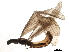  ( - BIOUG04363-C07)  @13 [ ] CreativeCommons - Attribution (2015) CBG Photography Group Centre for Biodiversity Genomics