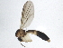  ( - BIOUG04436-D04)  @13 [ ] CreativeCommons - Attribution (2013) CBG Photography Group Centre for Biodiversity Genomics