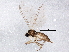  ( - BIOUG04437-G12)  @13 [ ] CreativeCommons - Attribution (2013) CBG Photography Group Centre for Biodiversity Genomics