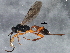  ( - BIOUG04498-B03)  @13 [ ] CreativeCommons - Attribution (2013) CBG Photography Group Centre for Biodiversity Genomics