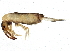  ( - BIOUG04502-B09)  @14 [ ] CreativeCommons - Attribution (2013) CBG Photography Group Centre for Biodiversity Genomics