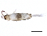  ( - BIOUG04503-C04)  @14 [ ] CreativeCommons - Attribution (2013) CBG Photography Group Centre for Biodiversity Genomics