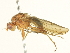  (Suillia vaginata - BIOUG04507-H05)  @14 [ ] CreativeCommons - Attribution (2013) CBG Photography Group Centre for Biodiversity Genomics