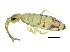  ( - BIOUG04500-C08)  @15 [ ] CreativeCommons - Attribution (2013) CBG Photography Group Centre for Biodiversity Genomics
