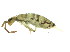  ( - BIOUG04500-C11)  @15 [ ] CreativeCommons - Attribution (2013) CBG Photography Group Centre for Biodiversity Genomics