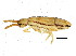  (Orchesella flavescens - BIOUG04500-E01)  @15 [ ] CreativeCommons - Attribution (2013) CBG Photography Group Centre for Biodiversity Genomics