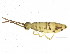  ( - BIOUG04501-A03)  @15 [ ] CreativeCommons - Attribution (2013) CBG Photography Group Centre for Biodiversity Genomics