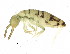  ( - BIOUG04501-C05)  @15 [ ] CreativeCommons - Attribution (2013) CBG Photography Group Centre for Biodiversity Genomics