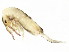  ( - BIOUG04501-G03)  @14 [ ] CreativeCommons - Attribution (2013) CBG Photography Group Centre for Biodiversity Genomics