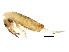  ( - BIOUG04501-G05)  @14 [ ] CreativeCommons - Attribution (2013) CBG Photography Group Centre for Biodiversity Genomics