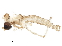  ( - BIOUG41951-E08)  @11 [ ] CreativeCommons - Attribution (2019) CBG Photography Group Centre for Biodiversity Genomics