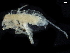  ( - BIOUG42147-F09)  @11 [ ] CreativeCommons - Attribution (2020) CBG Photography Group Centre for Biodiversity Genomics