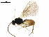  ( - BIOUG42276-A05)  @11 [ ] CreativeCommons - Attribution (2020) CBG Photography Group Centre for Biodiversity Genomics