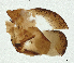 ( - BIOUG42278-C06)  @11 [ ] CreativeCommons - Attribution (2023) CBG Photography Group Centre for Biodiversity Genomics
