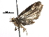  ( - BIOUG15869-E08)  @12 [ ] CreativeCommons - Attribution (2016) CBG Photography Group Centre for Biodiversity Genomics