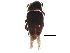  (Ptomaphagus ulkei - BIOUG15940-F07)  @13 [ ] CreativeCommons - Attribution (2015) CBG Photography Group Centre for Biodiversity Genomics