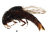  (Sepedophilus crassus - BIOUG15940-H10)  @14 [ ] CreativeCommons - Attribution (2016) CBG Photography Group Centre for Biodiversity Genomics